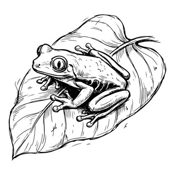 Red Eyed Tree Frog Clinging to a Leaf