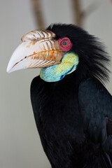 A portrait of the wreathed hornbill (Rhyticeros undulatus) © officek