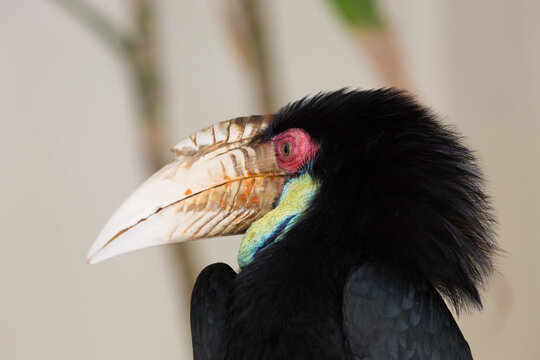 A close-up view of the head of a wreathed hornbill (Rhyticeros undulatus)