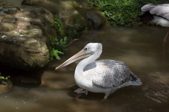 A side view of the pink-backed pelican (Pelecanus rufescens)