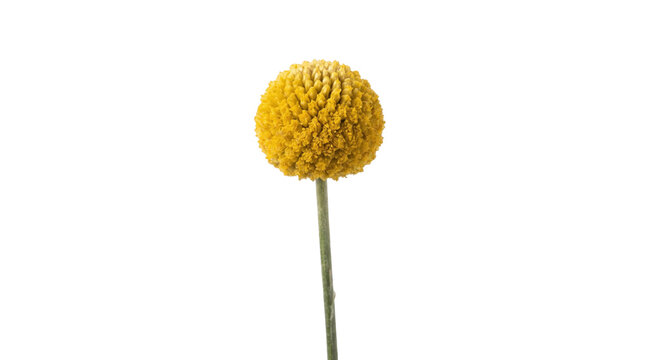 Yellow billy button on a transparent background