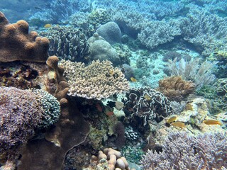Colorful hard corals and small fish in clear tropical ocean © Yefona