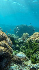 Vibrant tropical coral reef with small fish underwater © Yefona