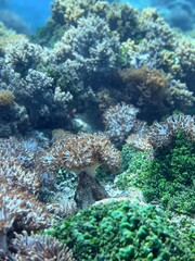 Vibrant underwater coral reef with pulsing xenia and green algae © Yefona