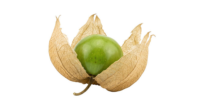 Ripe green tomatillo encased in dried husk on a transparent background