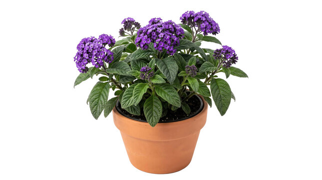 Vibrant purple heliotrope flowers in terracotta pot on a transparent background
