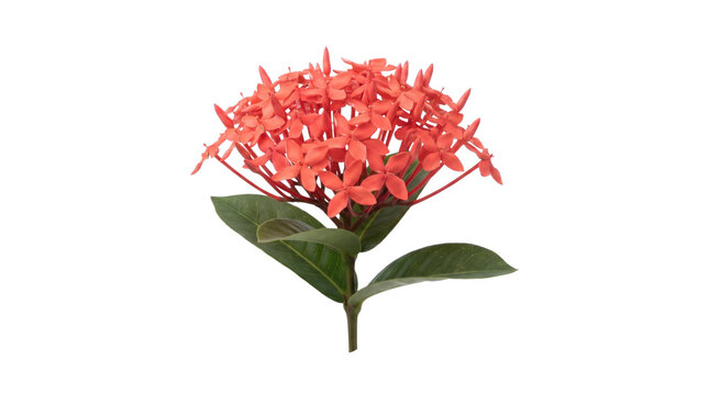 Ixora coccinea flower cluster with green leaves on a transparent background