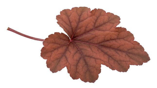 Detailed red maple leaf on a transparent background with visible veins