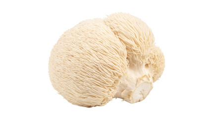 Lion's mane mushroom on a transparent background with unique textured surface © Valentin