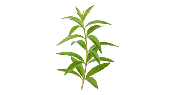 Fresh green tea plant branch with vibrant leaves on a transparent background