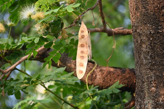 Albizia lebbeck seeds pods. Its Common names shirisha tree, siris,&nbsp;Indian siris,&nbsp;East Indian walnut,&nbsp;Broome raintree,&nbsp;lebbeck,&nbsp;lebbek tree,&nbsp;frywood, flea tree and&nbsp;woman's tongue tree.