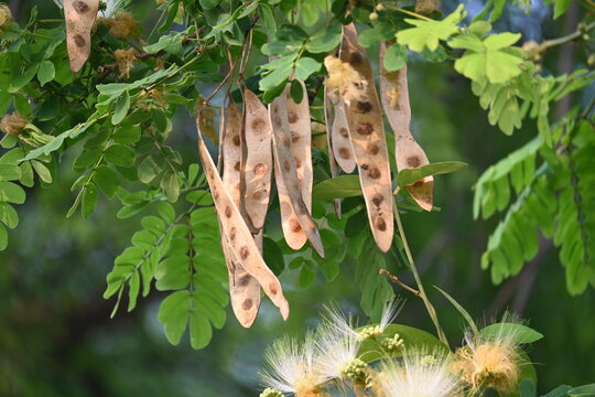 Albizia lebbeck seeds pods. Its Common names shirisha tree, siris,&nbsp;Indian siris,&nbsp;East Indian walnut,&nbsp;Broome raintree,&nbsp;lebbeck,&nbsp;lebbek tree,&nbsp;frywood, flea tree and&nbsp;woman's tongue tree.