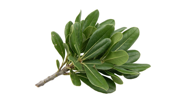 Branch of green elaeagnus leaves on a transparent background