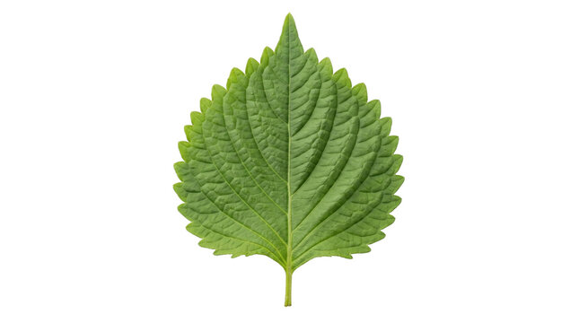 Green perilla leaf with detailed texture on a transparent background