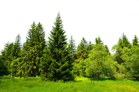 Mountain meadow with trees isolated on a transparent PNG background.	