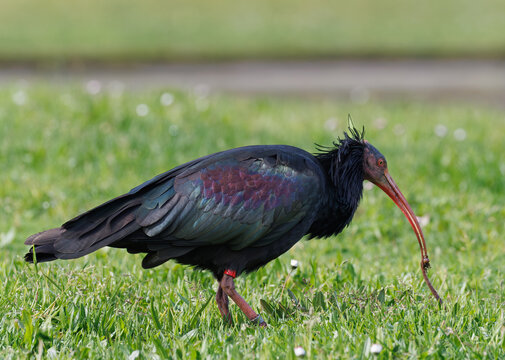 Canailla Northern Bald Ibis, Geronticus eremita