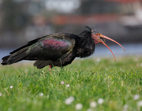 Canailla Northern Bald Ibis, Geronticus eremita