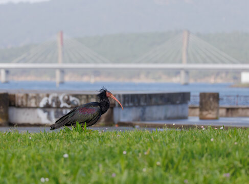 Canailla Northern Bald Ibis, Geronticus eremita