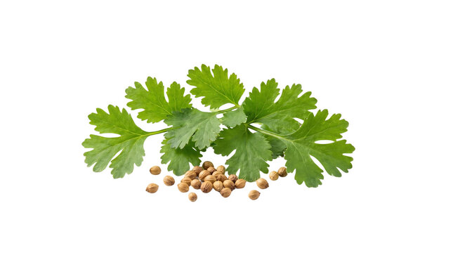 Fresh green coriander leaves and dry brown seeds arranged artistically on transparent background