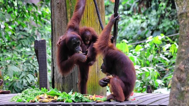 Mother orangutan with baby eating vegetables at Sepilok sanctuary Sandakan Borneo Malaysia