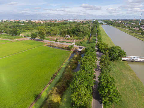 Drone shot of bright green paddy fields, rural road with trees, and irrigation canal in countryside. Agriculture and land development concept. Human-created, not AI.