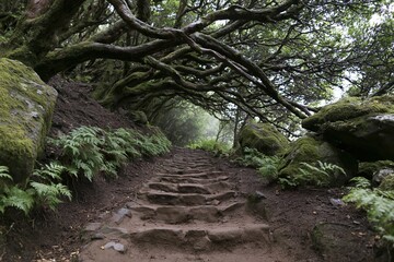 Fototapeta premium The Forest Path with Mossy Stone Steps Under Arching Tree Canopy