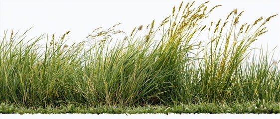 Naklejka premium Dense patch of wild meadow grass and seed-head stalks isolated on white background