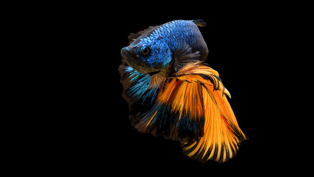 Close-up of Vibrant Blue and Orange Siamese Fighting Fish on Black Background