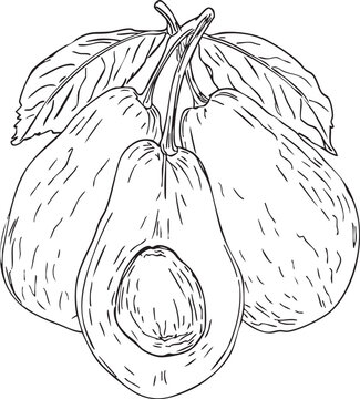 avocado