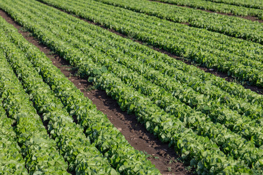 Lush green lettuce plants grow in long parallel rows across a fertile agricultural field under bright daylight.