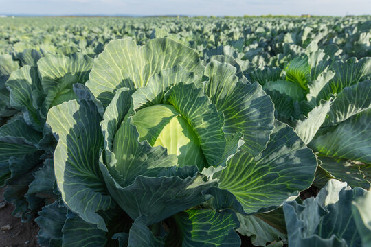 07 October 2026, A large head of cabbage grows in an agricultural field on the Filder plain in Bernhausen, Germany.