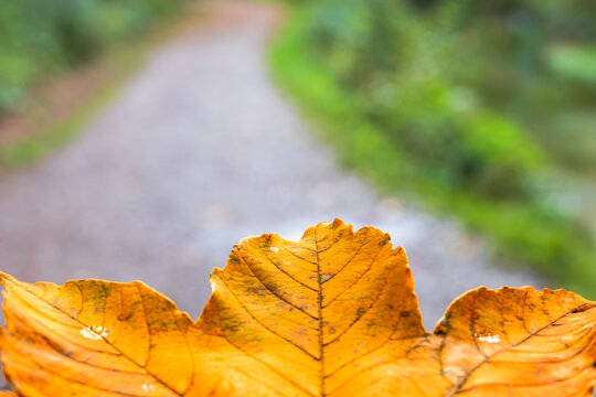 Autumn foliage close-up with blurred path background, Germany, Bavaria, Augsburg, 8 October 2026