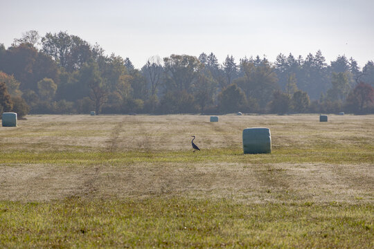 Heron standing in hay field with trees in background, Germany, Bavaria, Augsburg, 6 October 2026