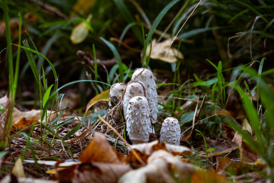 Cluster of White Shaggy Ink Cap Mushrooms Growing in Forest Ground, Germany, Bavaria, Augsburg, 8 October 2026
