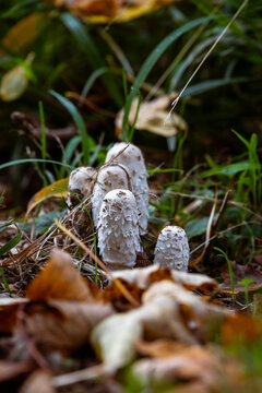 Group of shaggy ink cap mushrooms growing on forest floor, Germany, Bavaria, Augsburg, 8 October 2026