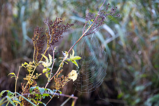 Spider web on plant with autumn foliage, Germany, Bavaria, Augsburg, 6 October 2026