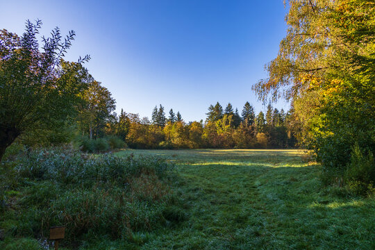 Autumn forest clearing with fresh grass, Germany, Bavaria, Augsburg, 6 October 2026