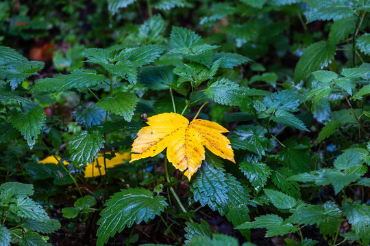Yellow autumn leaf among green plants, Germany, Bavaria, Augsburg, 5 October 2026
