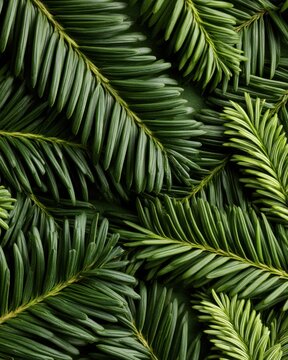 Evergreen fir branch close-up texture for christmas background and holiday card poster design