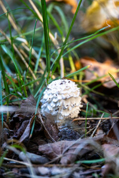 White shaggy mushroom growing among grass and leaves, Germany, Bavaria, Augsburg, 30 September 2026