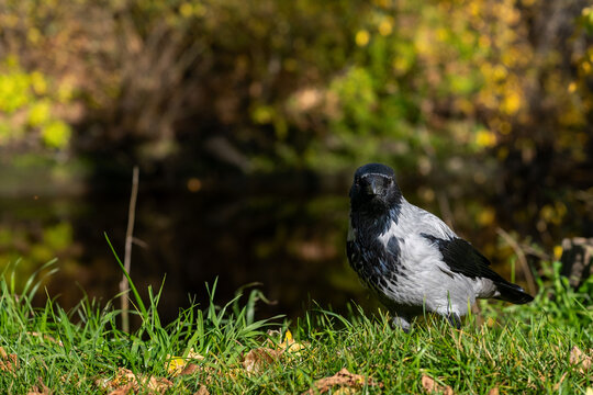 Hooded crow standing on green grass near pond with autumn foliage in background