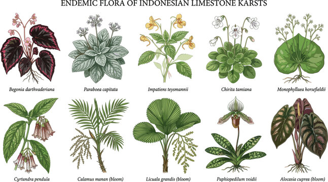 Endemic flora indonesian limestone karsts begonia darthvaderiana paraboea capitata impatiens teysmannii botanical chart