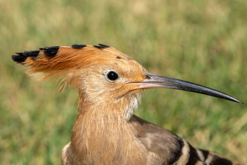 Hoopoe © pityke70