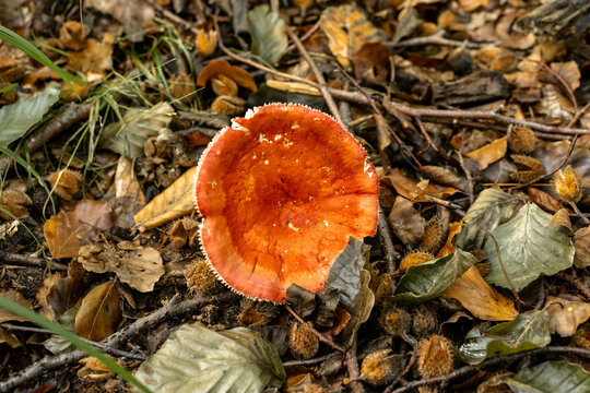 Vivid Red Mushroom Among Beech Leaves, Autumn