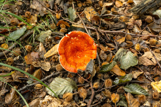 Vivid Red Mushroom Among Beech Leaves, Autumn