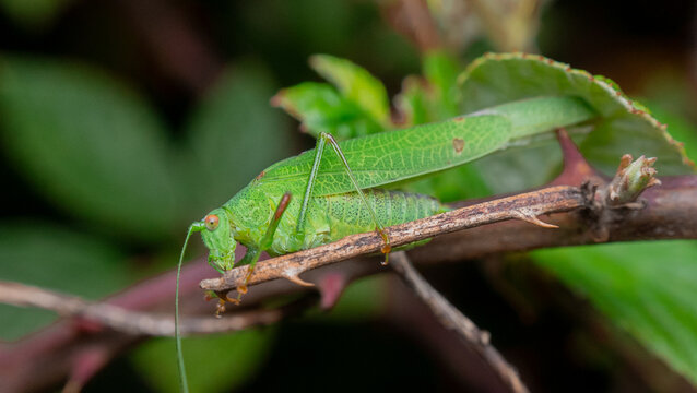 Europpean leaf katydid (Phaneroptera nana)