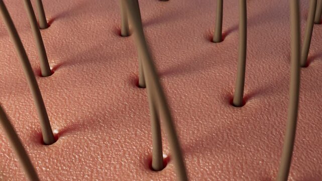 Top-view 3D CGI animation of hair follicles surrounded by dense dandruff flakes as a clear water stream sweeps across the scalp, washing away buildup and revealing a clean skin layer.