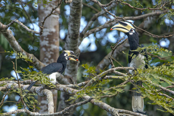 Oriental Pied Hornbill (Anthracoceros albirostris) perched on a tree branch in nature. High-quality wildlife photography in Thailand. © manoch