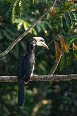 Oriental Pied Hornbill (Anthracoceros albirostris) perched on a tree branch in nature. High-quality wildlife photography in Thailand. © manoch
