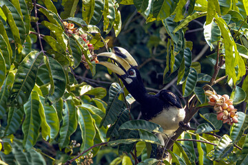 Oriental Pied Hornbill (Anthracoceros albirostris) perched on a tree branch in nature. High-quality wildlife photography in Thailand. © manoch